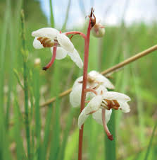 Attēlu rezultāti vaicājumam “Leiocolea rutheana”