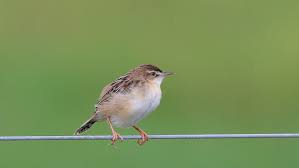 Image result for Cisticola juncidis