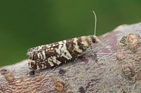 Attēlu rezultāti vaicājumam “Ortholepis betulae”