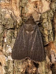 Attēlu rezultāti vaicājumam “Amphipyra livida”