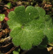 Attēlu rezultāti vaicājumam “Saxifraga granulata leaf”