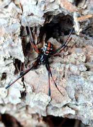 Attēlu rezultāti vaicājumam “Neottiura bimaculata female”