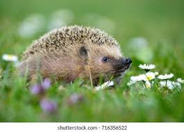 Attēlu rezultāti vaicājumam “Erinaceus sp.”