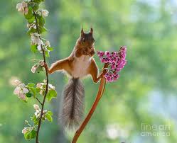 Attēlu rezultāti vaicājumam “Sciurus vulgaris”