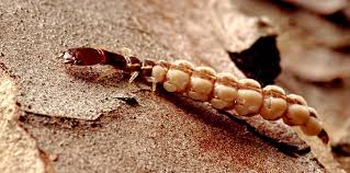 Attēlu rezultāti vaicājumam “Raphidia larva”