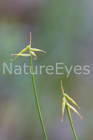 Attēlu rezultāti vaicājumam “Carex pauciflora”