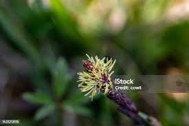 Attēlu rezultāti vaicājumam “Carex caryophyllea flower”