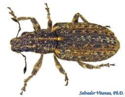 Attēlu rezultāti vaicājumam “Curculionidae”