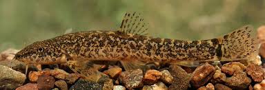 Attēlu rezultāti vaicājumam “Barbatula barbatula”