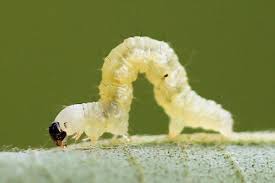 Attēlu rezultāti vaicājumam “Hydrelia sylvata”