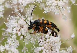 Attēlu rezultāti vaicājumam “Strangalia attenuata”