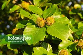 Attēlu rezultāti vaicājumam “Fagus sylvatica flower”