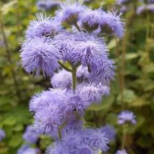 Image result for Ageratum houstonianum