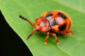 Attēlu rezultāti vaicājumam “Endomychidae”