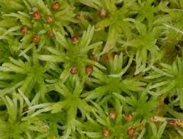 Attēlu rezultāti vaicājumam “Sphagnum teres”