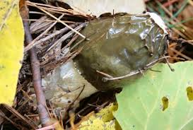 Attēlu rezultāti vaicājumam “Diachea dictyospora (syn. Craterium dictyosporum) stalked”