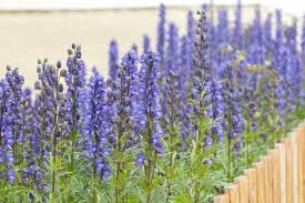 Image result for Aconitum napellus