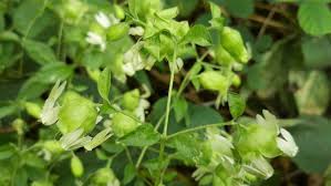 Attēlu rezultāti vaicājumam “Silene baccifera”