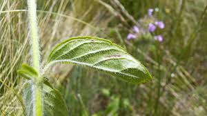 Attēlu rezultāti vaicājumam “Clinopodium vulgare leaf”