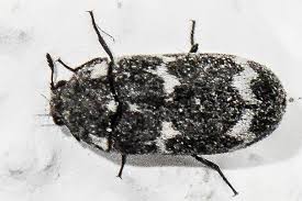 Attēlu rezultāti vaicājumam “Megatoma undata”