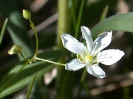 Attēlu rezultāti vaicājumam “Moehringia lateriflora flower”