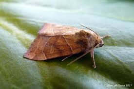 Attēlu rezultāti vaicājumam “Cosmia trapezina”