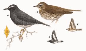 Image result for Zoothera sibirica