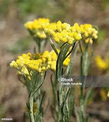 Attēlu rezultāti vaicājumam “Helichrysum arenarium”