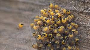 Attēlu rezultāti vaicājumam “Araneus diadematus eggs”