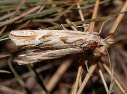 Attēlu rezultāti vaicājumam “Eucosma aspidiscana”
