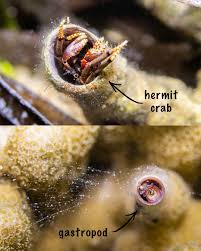 Attēlu rezultāti vaicājumam “Tubifera applanata sessile”