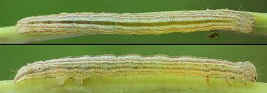 Attēlu rezultāti vaicājumam “Protodeltote pygarga”