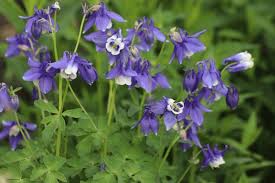 Attēlu rezultāti vaicājumam “Aquilegia vulgaris leaf”