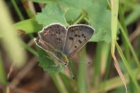 Attēlu rezultāti vaicājumam “Lycaena tityrus female”