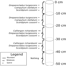 Attēlu rezultāti vaicājumam “Hymenostylium recurvirostrum macro”