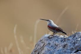 Image result for Tichodroma muraria