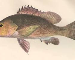 Image result for Lutjanus alexandrei