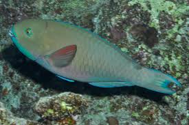 Image result for Chlorurus gibbus