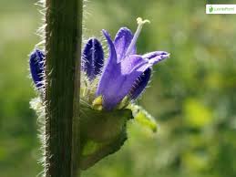 Attēlu rezultāti vaicājumam “Campanula cervicaria flower”