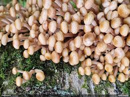 Attēlu rezultāti vaicājumam “Diderma ochraceum young”