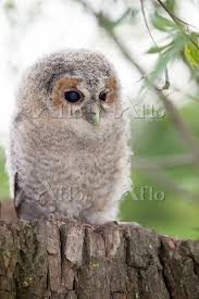 Attēlu rezultāti vaicājumam “Strix aluco juvenile”