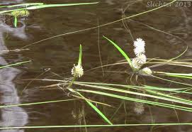 Attēlu rezultāti vaicājumam “Sparganiaceae”