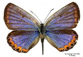 Attēlu rezultāti vaicājumam “Plebejus argyrognomon”