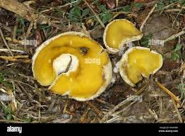 Attēlu rezultāti vaicājumam “Sowerbyella radiculata”