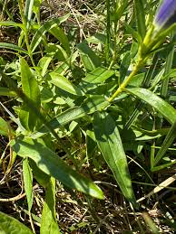 Attēlu rezultāti vaicājumam “Gentiana pneumonanthe leaf”