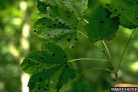 Attēlu rezultāti vaicājumam “Rhytisma acerinum”