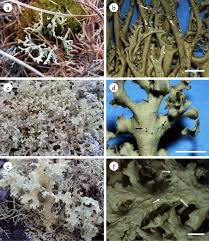 Attēlu rezultāti vaicājumam “Cetraria sepincola”