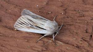 Attēlu rezultāti vaicājumam “Leucania comma”