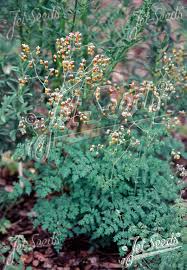 Attēlu rezultāti vaicājumam “Thalictrum lucidum”