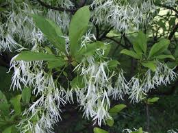 Attēlu rezultāti vaicājumam “Chionanthus virginicus flower”